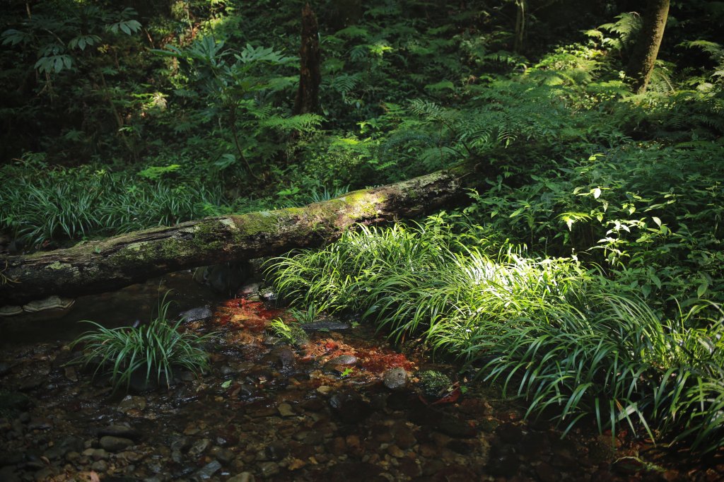 尖石鄉：那結山、貴妃山_1080936