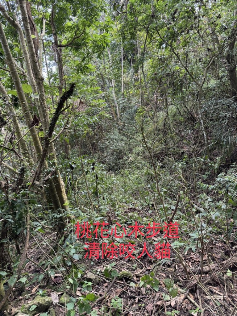 竹子尖山東峰_2942297