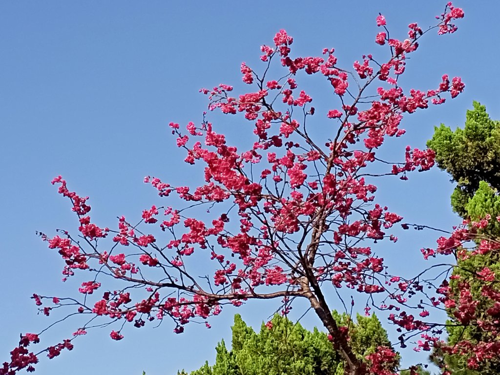 自由廣場、國家戲劇院、國家音樂廳、中正紀念堂賞櫻及尋寶趣【齊心鞋力尋寶去】_2038840