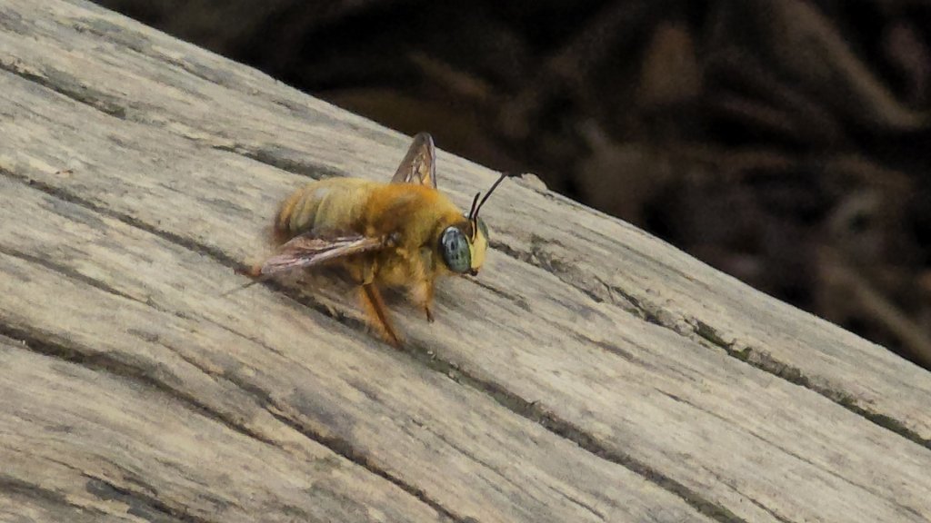 台中大坑頭嵙山（大冠鷲／木蜂／五色鳥／血藤花／鳳凰花）封面圖