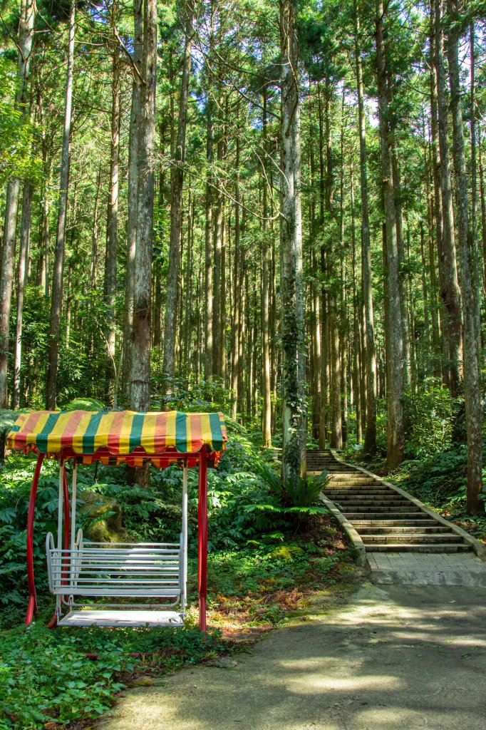 馬武督探索森林_2930701