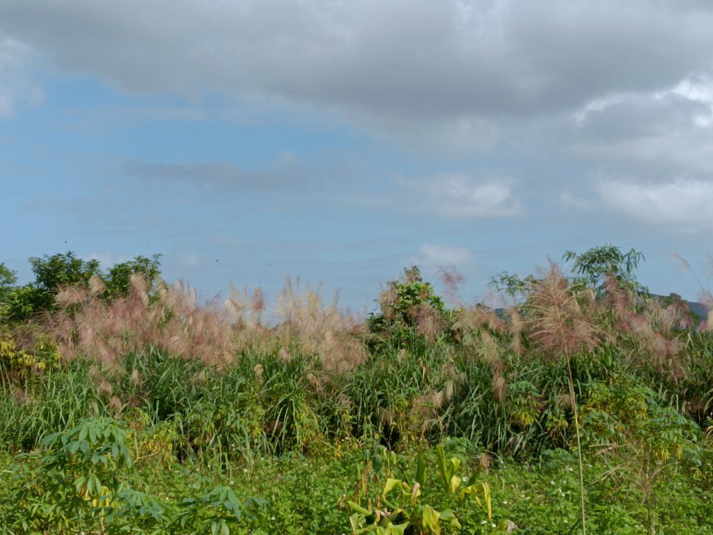 雙溪區冬陽下閃閃菅芒花封面圖