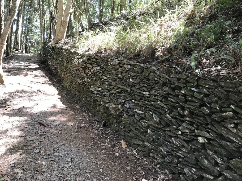 110年5月16日高雄   藤枝國家森林遊樂區_1456922