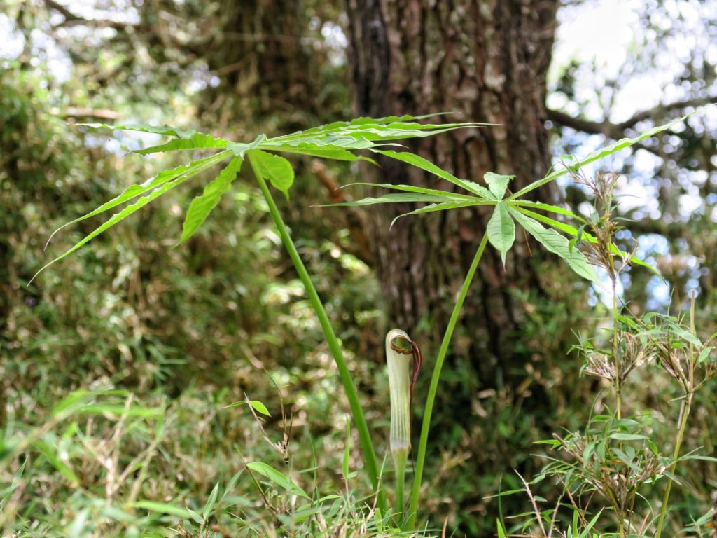 鹿林山 鹿林前山 麟趾山塔塔加三山縱走_1741194