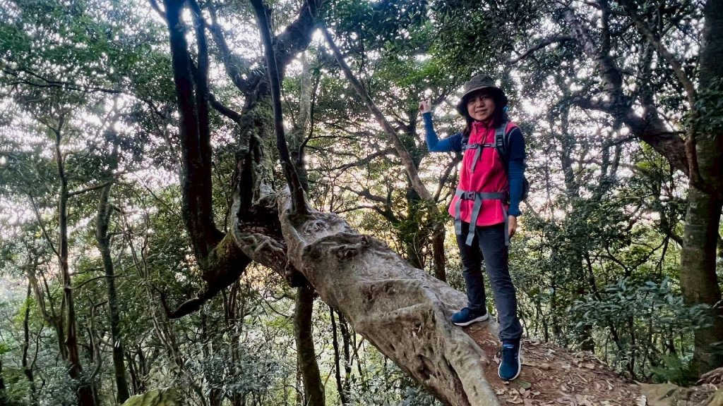 🌈3/15（日）北得拉曼神木+內鳥嘴山✨FB：熊熊趴爬走🌈_3016817