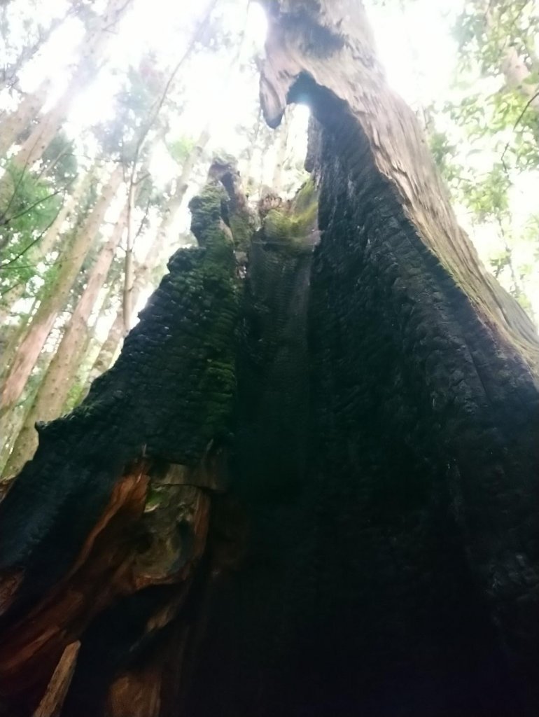 觀霧（榛山，檜山，野馬瞰山，觀霧瀑布）_636012