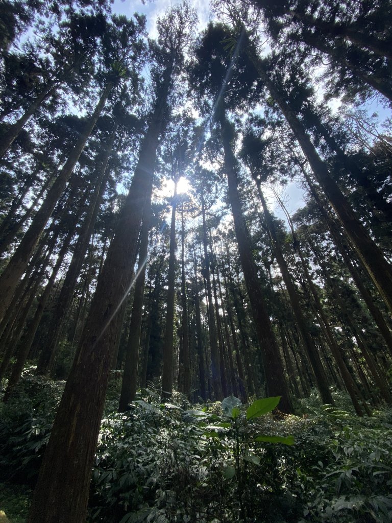 20240420 溪頭自然教育園區_2485358