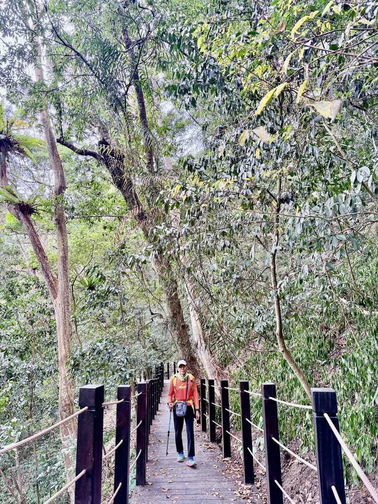 雪山坑步道悠遊順訪雪山坑山(再訪)  2025.12.3_2953778