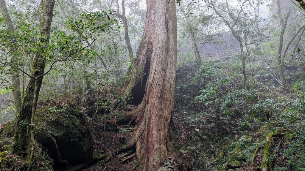 拉拉山森林遊樂區_2510658