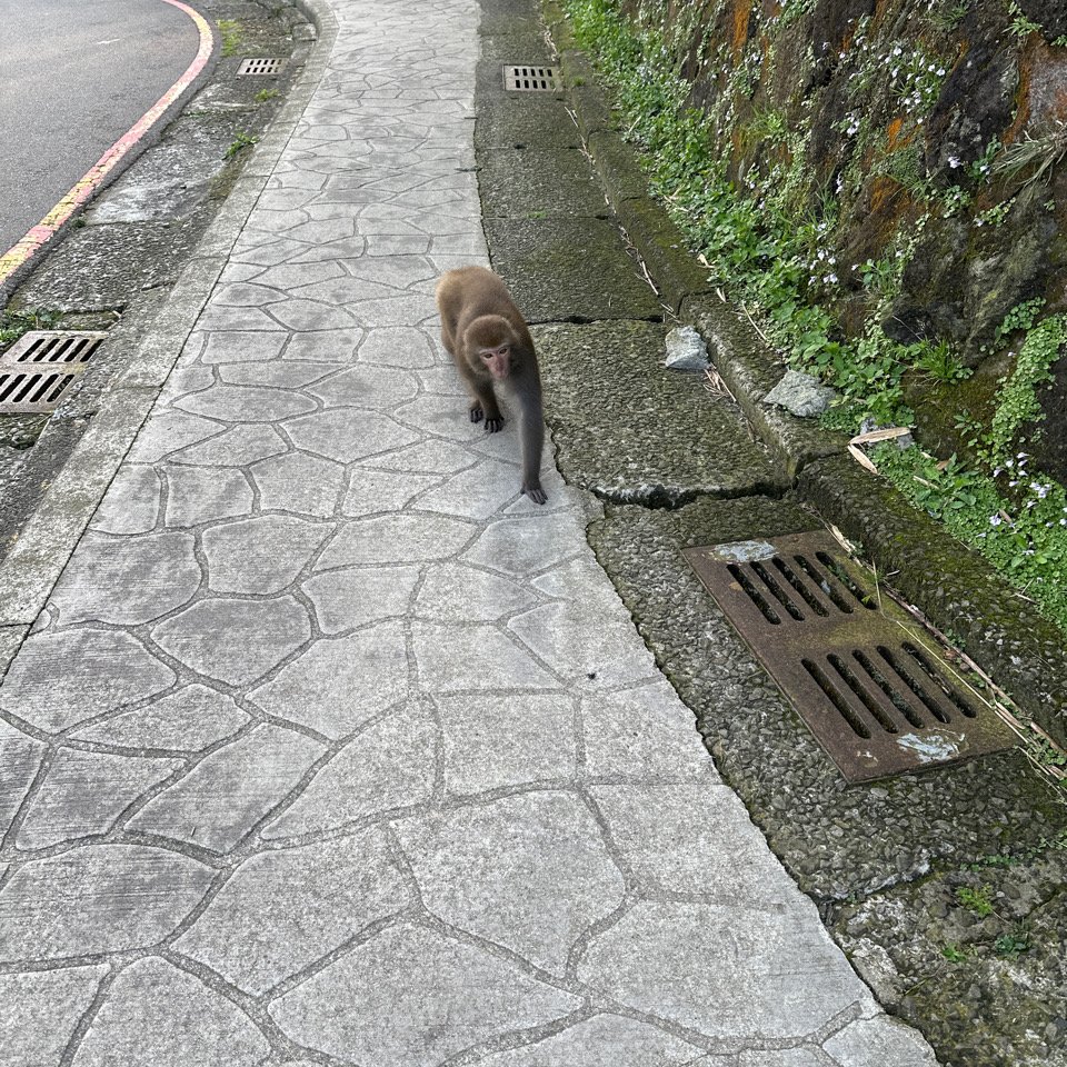 臺北大縱走第三段 小油坑》風櫃嘴_2478221