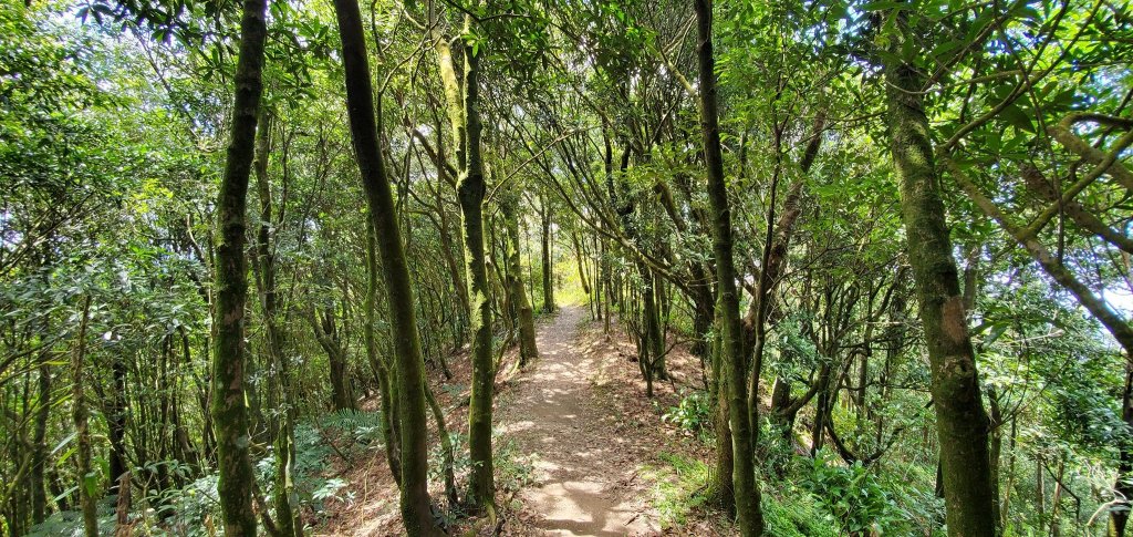 2021-09/05-新北市新店-獅仔頭山_1454042