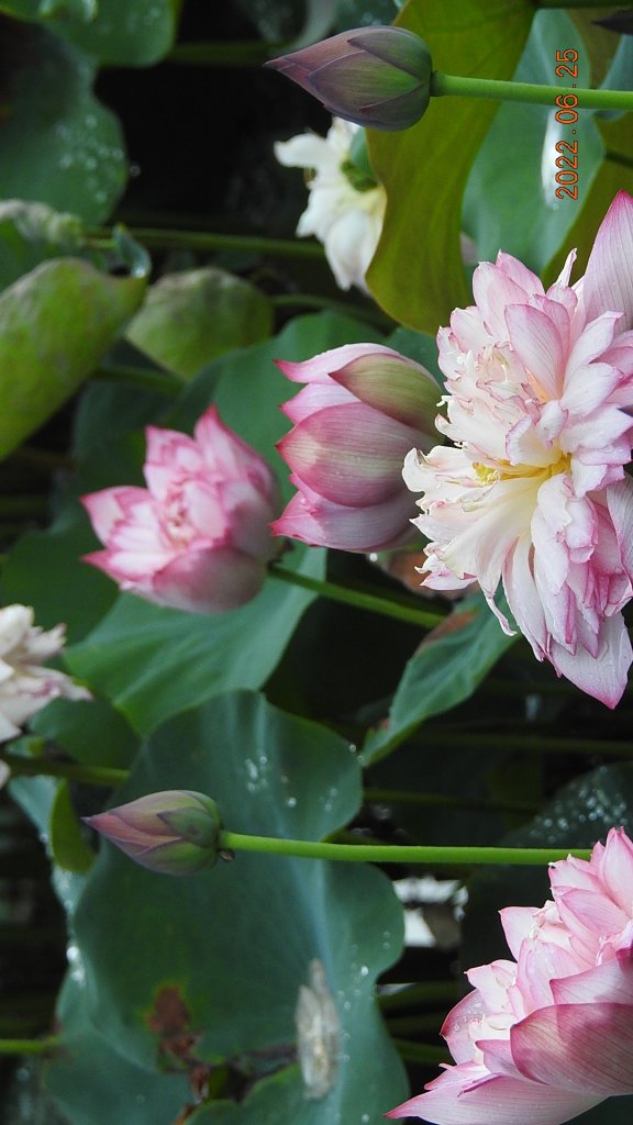 雲山水花鳥蝶-天龍國阿伯的日常6/25&26_1744293