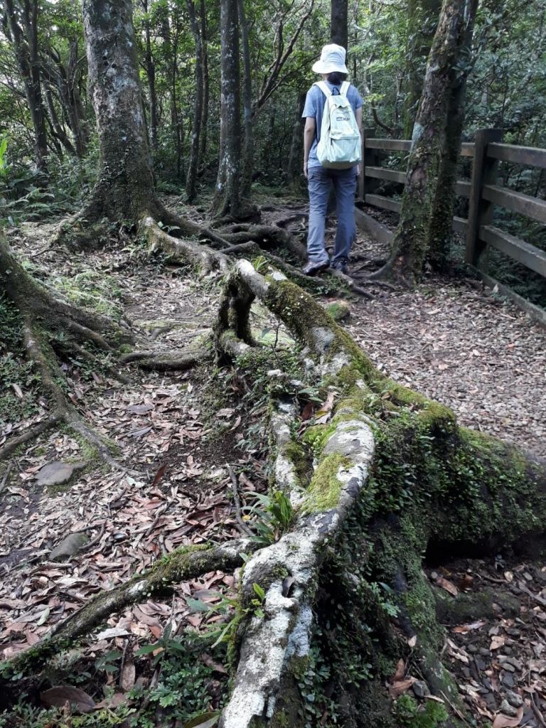 桃園東眼山森林浴20180728_373259