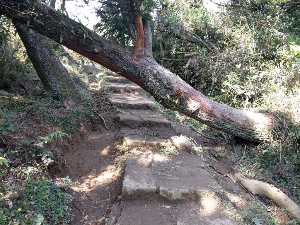 冷水坑-擎天崗環狀步道(竹嵩山)-風櫃嘴_821113