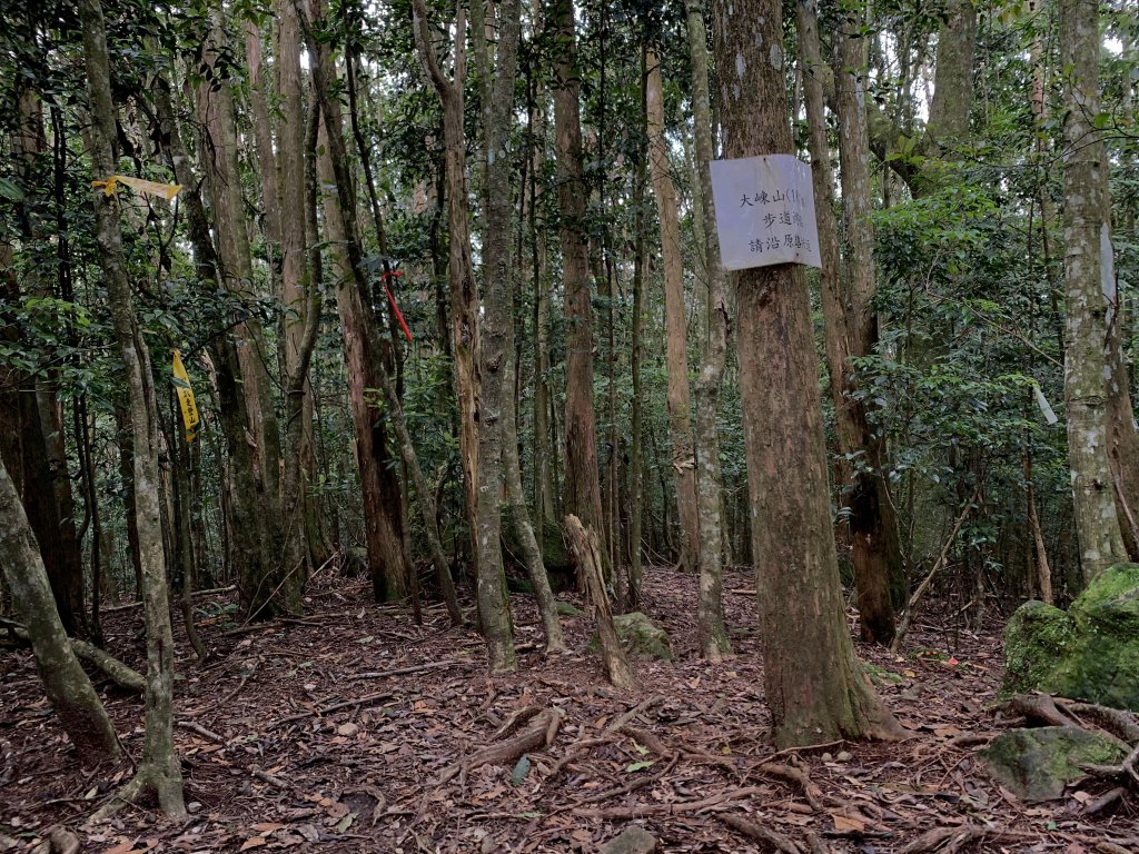 觀音山林道-大崠山-肥崠山(長壽山) 2022.5.29_1724132