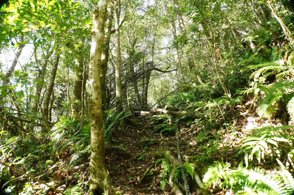 桃園 復興 把家灣山、低陸山_2865347