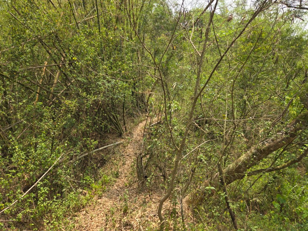 2025-04-07 左鎮後坑古道（牛港嶺）_2757664