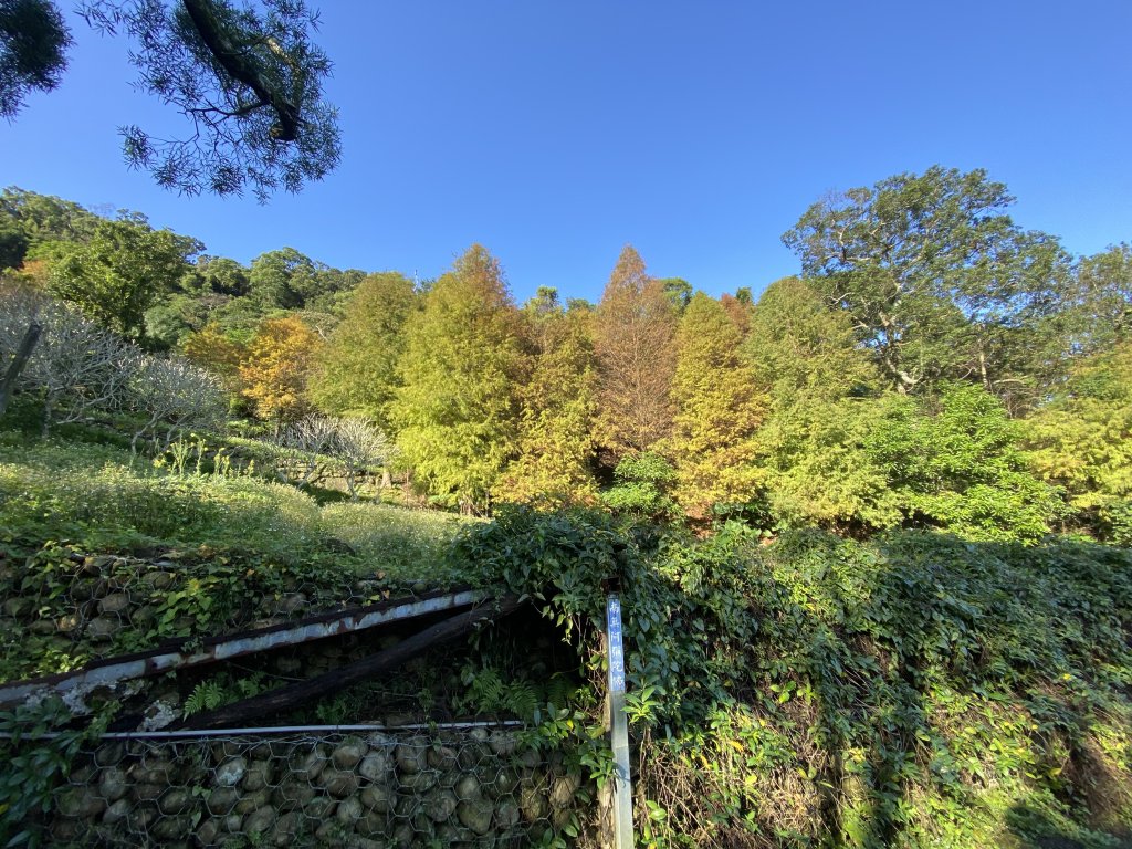 2025微笑山線大縱走尋寶集章任務-Ep.04【天上山系】望月亭桐花段｜石門內尖山東峰 ×石門內尖山_2979065