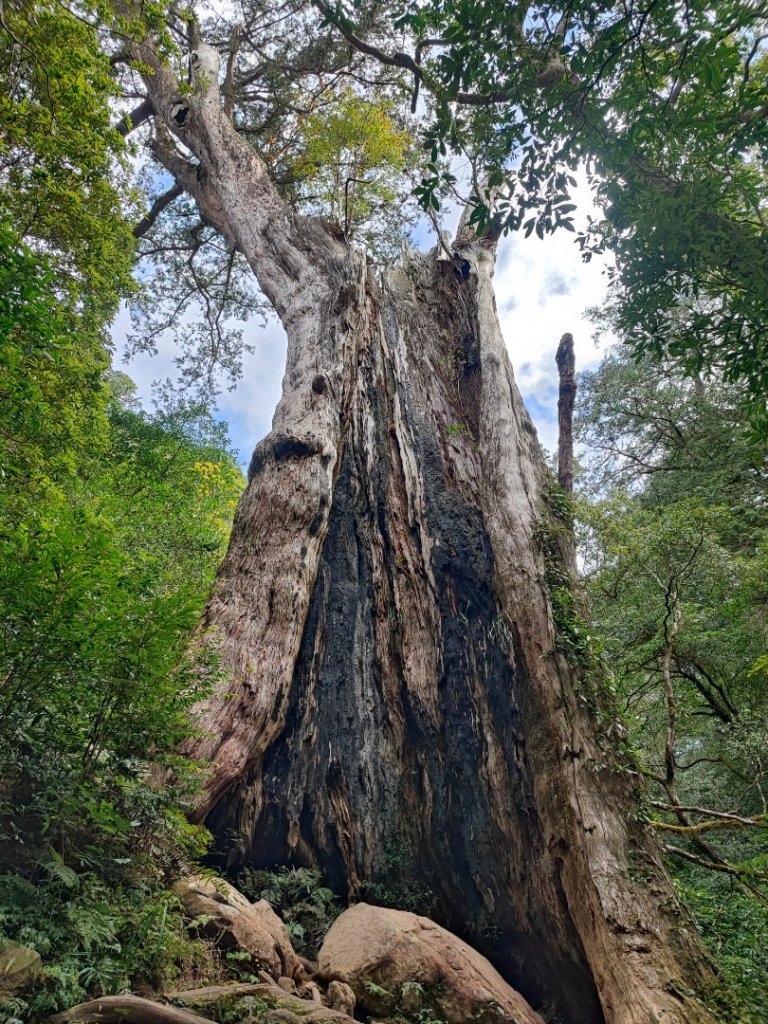 北得拉曼神木/內鳥嘴山-新竹縣尖石鄉封面圖