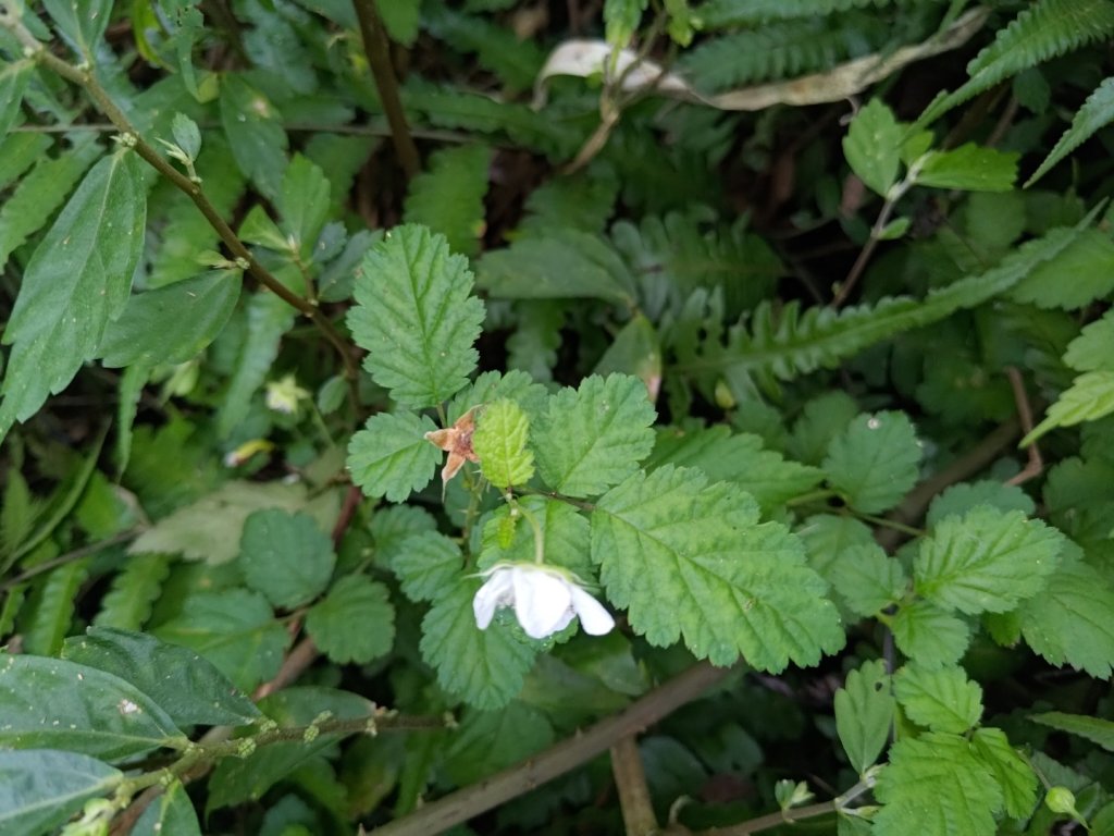 雙流森林遊樂區婆豬古山連走雙流瀑布帽子山_2652851