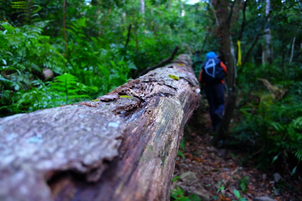 光影森林-那結山縱走貴妃山_773684