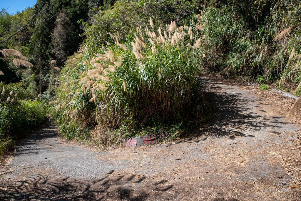 溪頭-烏土堀林道上金柑樹山_2010584