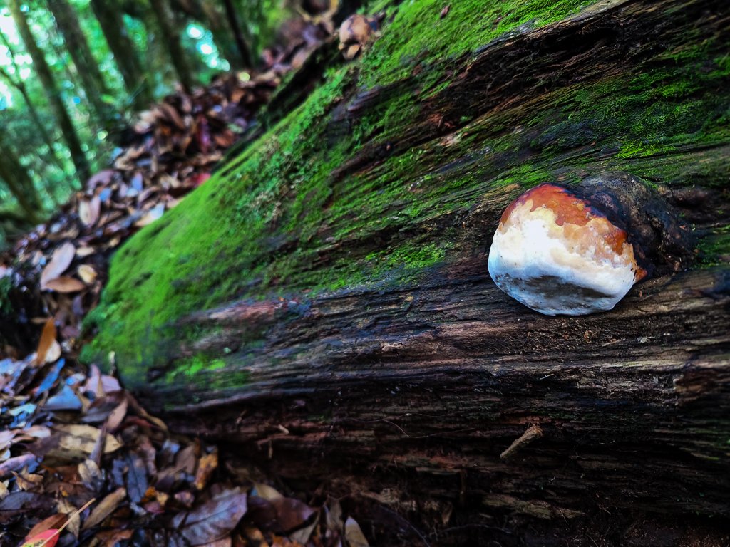 2024-06-26 夫拉縱走_2543635