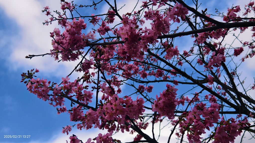 #十八份拐圳步道 #墨染櫻 2/21_2717231