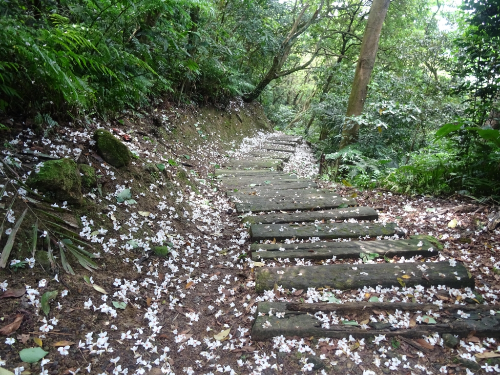 【春夏之際】賞桐觀海雙享微旅行封面圖