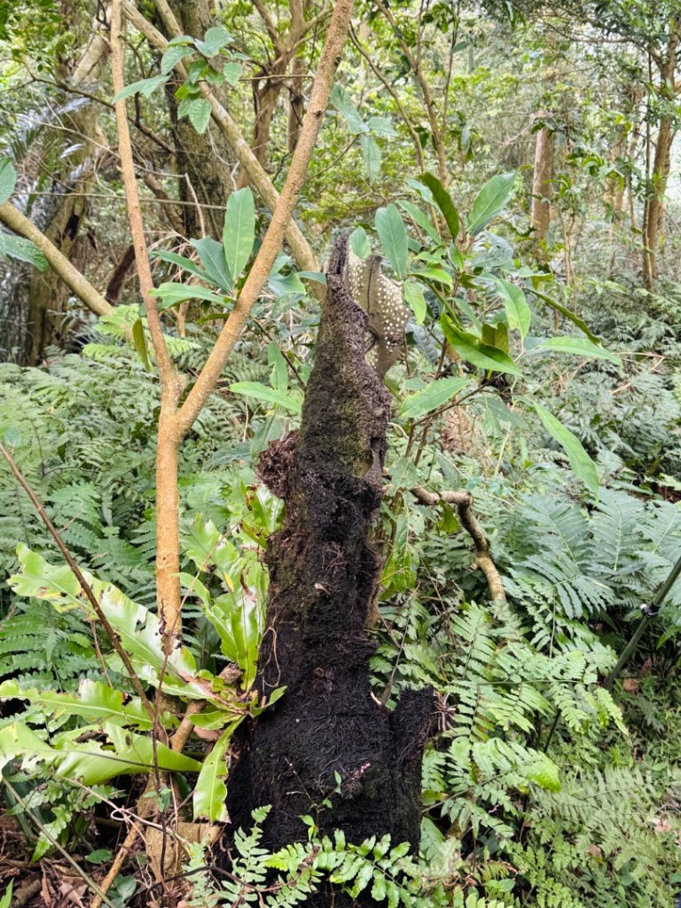 紫微聖母環山步道走六寮崙山與西南峰_2989149