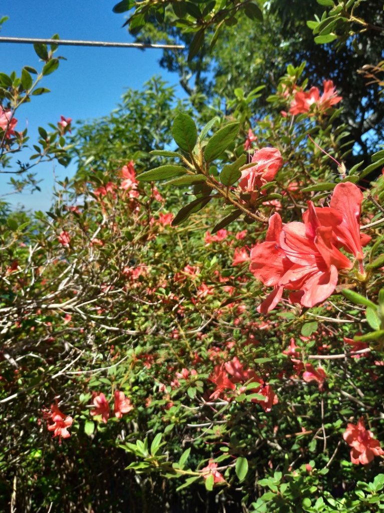 馬馬宇頓山 南橫公路_1035668