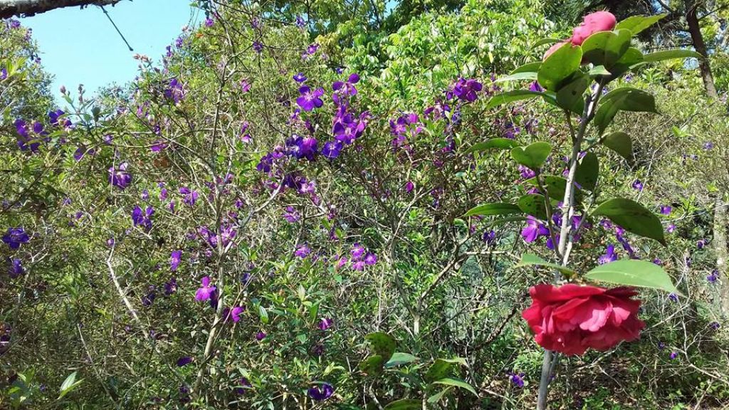 (尚未整理)【嘉義】塘湖古道阿里山鐵路_305145