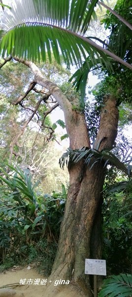 嘉義東區~林蔭步道森林浴~蘭潭後山步道_1283929