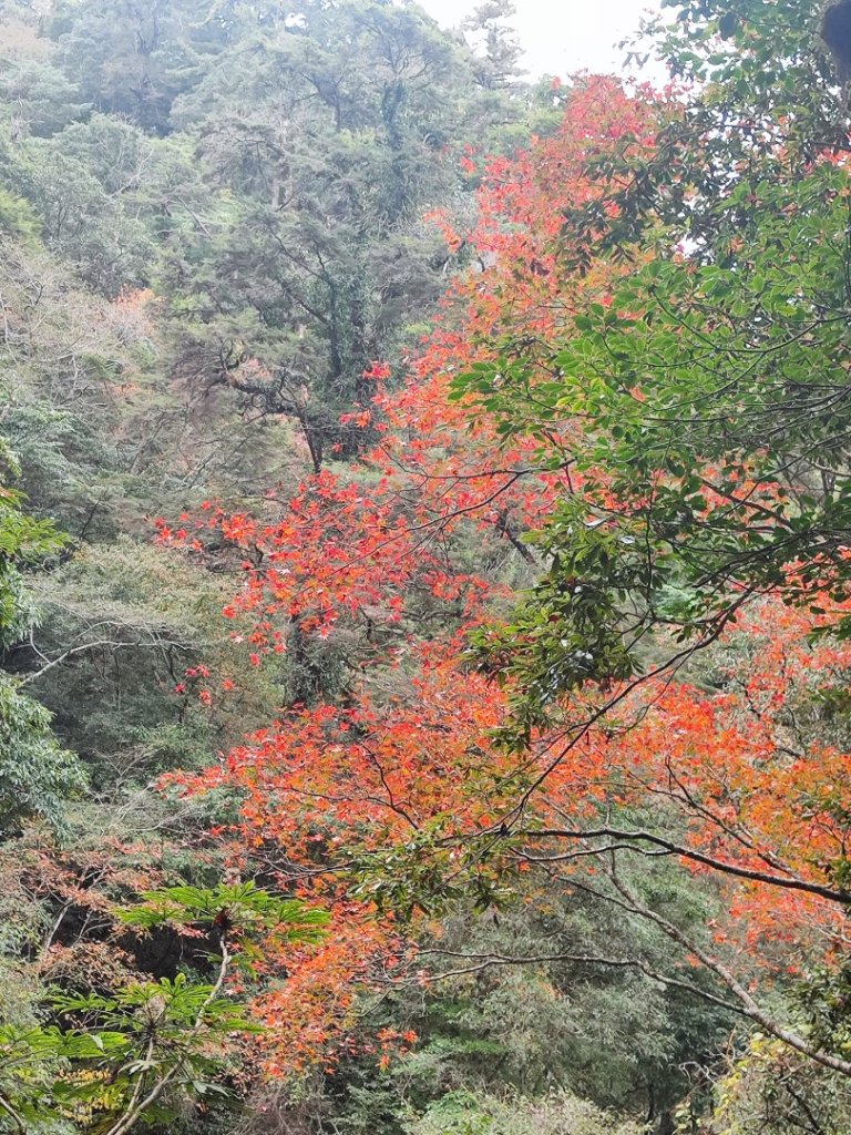 霞喀羅古道全線解鎖（石鹿到養老）_2961021