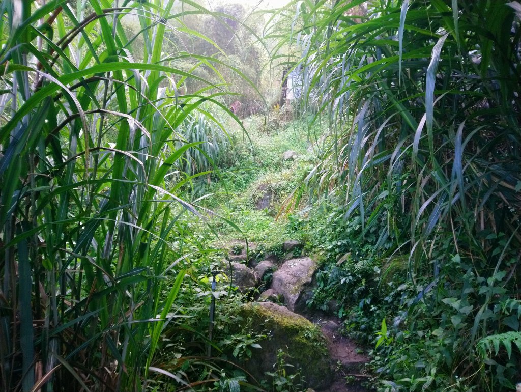 溪頭鳳凰山米堤進來回(小百岳編號053)_715529