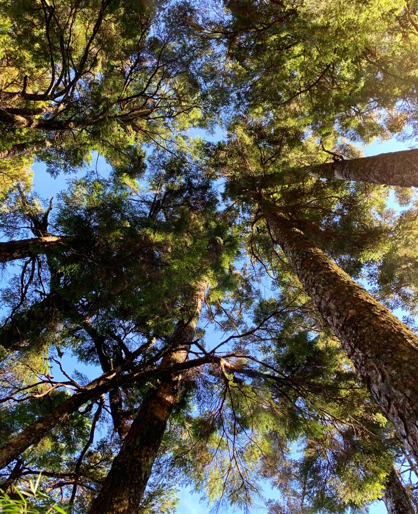 【百岳】奇萊主峰_2072146