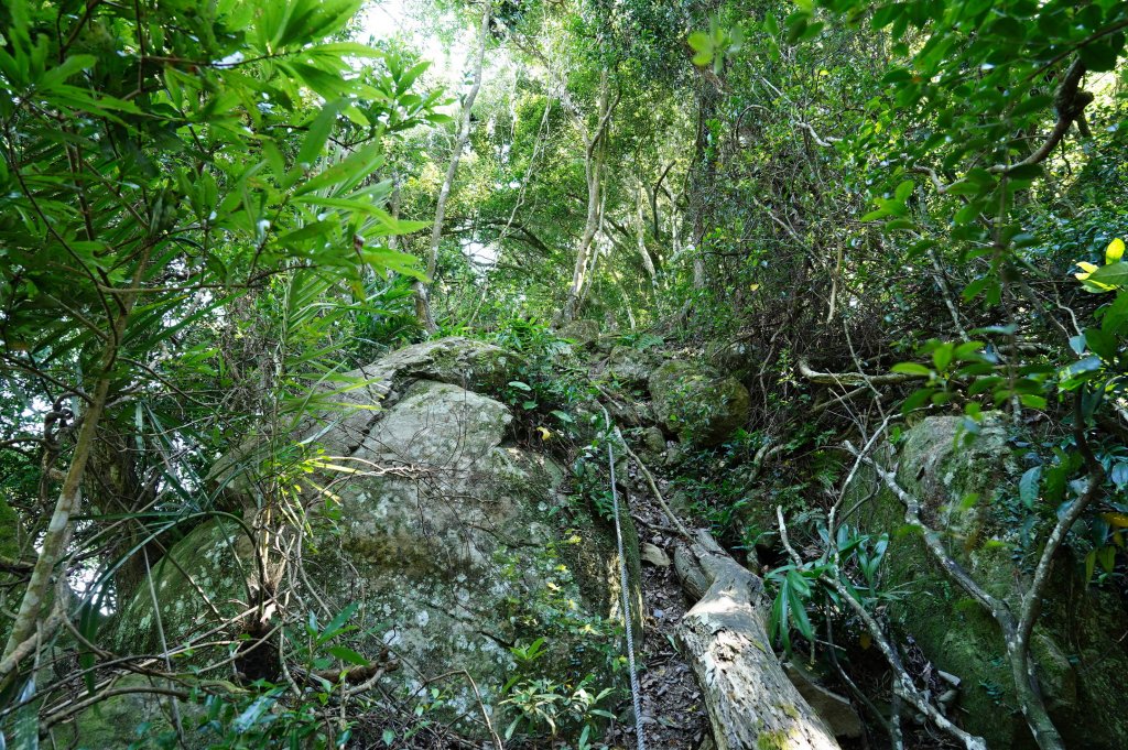 苗栗 南庄 神桌山、大屋坑山、細湖頂山、象山_2533581