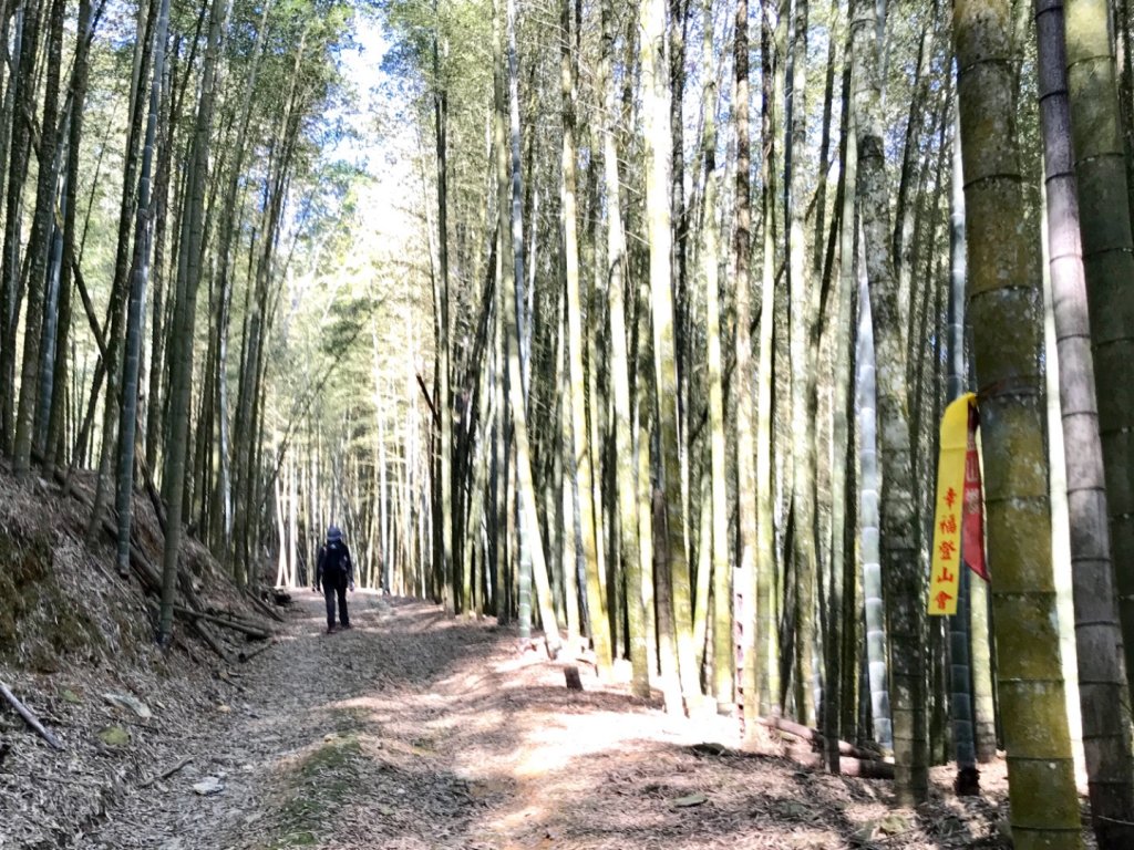 魚池大尖山森與竹的饗宴_1274804