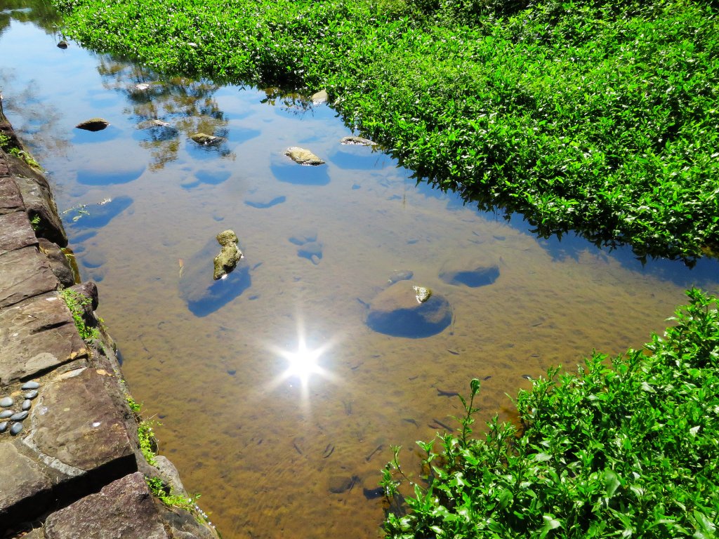 龍年首登的好選擇，鯉躍龍門，搭捷運來內湖爬三尖，鯉魚山、忠勇山、圓覺尖_2426468