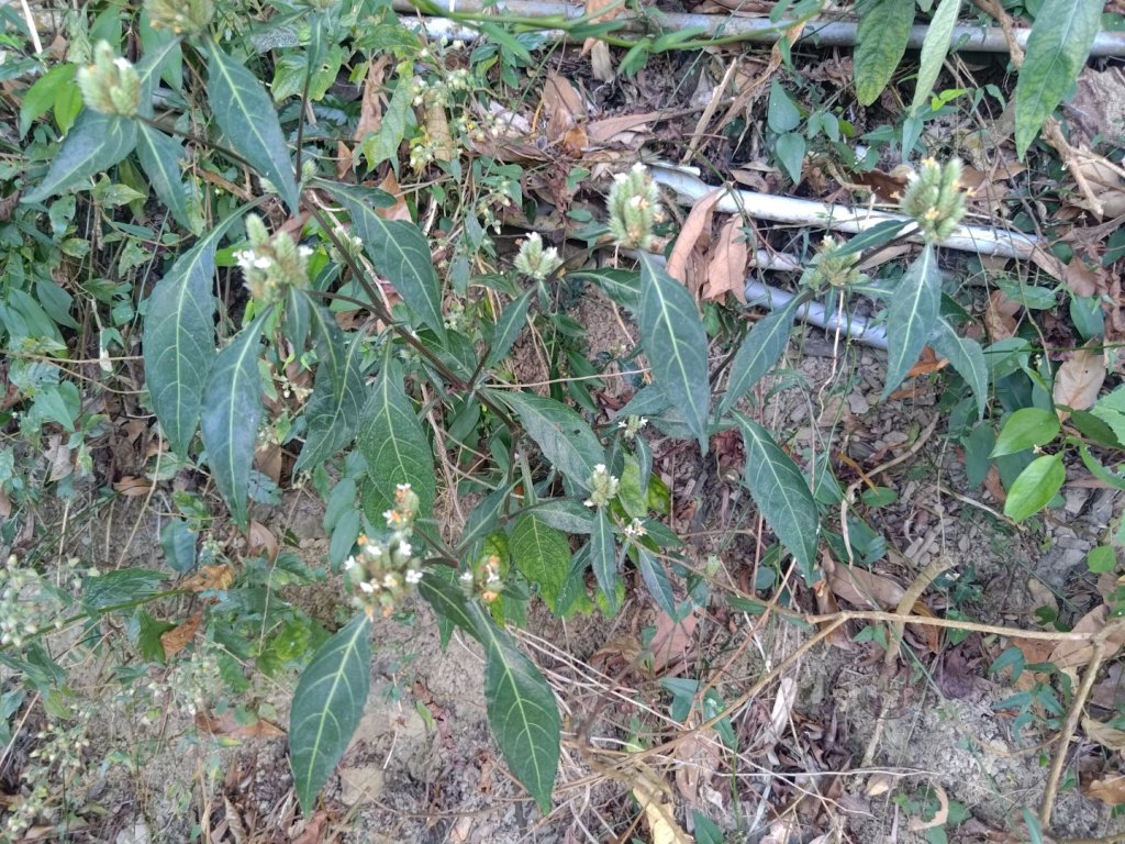 盆貿里山三盆連走_2749528