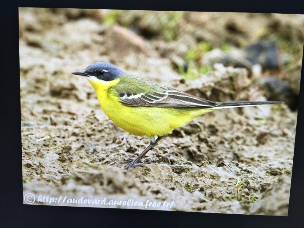 2016年, 九年前, 5, 6月份, 華江雁鴨自然公園_2807787