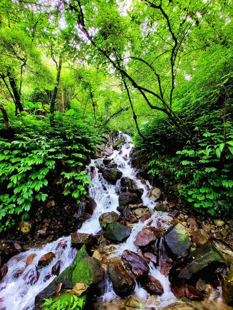 【芒花舞秋風】草山精典賞芒勝地連走_2336408