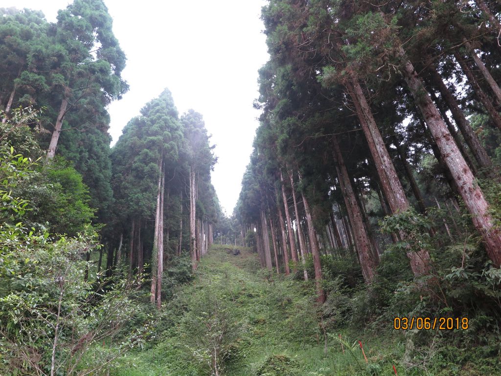 油羅山封面圖