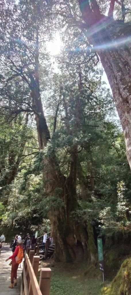 拉拉山國家森林遊樂區_2752212