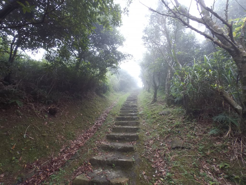20200525樹梅坪、燦光寮、貂山古道_977020