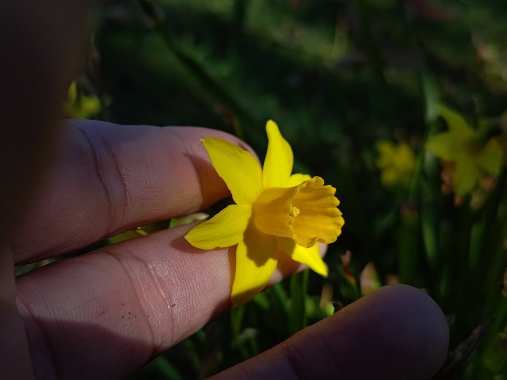 梅峰山地農場立鷹山_2749352