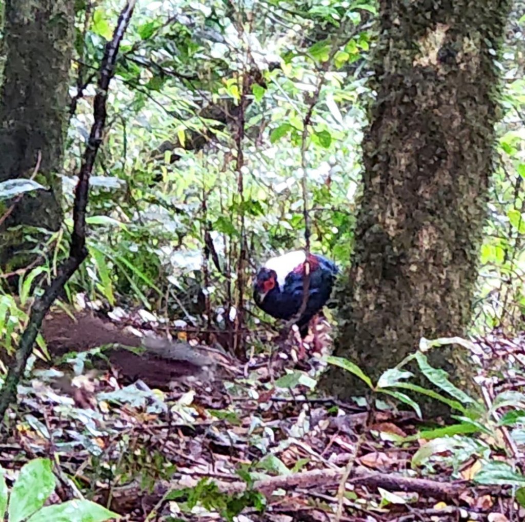 【中級山】有一種美，令人不想回家，新竹鵝公髻山_2744624