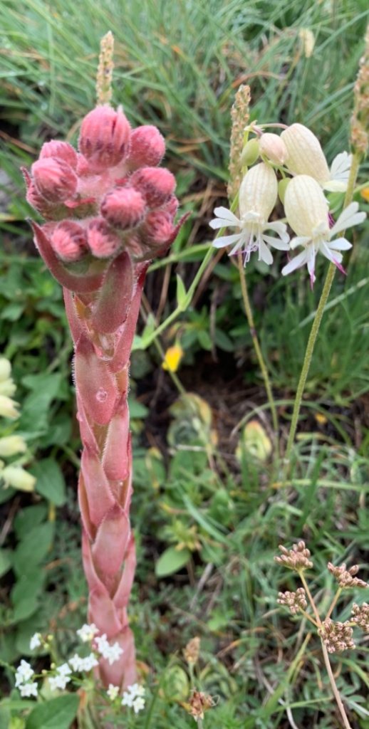 TMB 「環白朗峰步道」健行_655251