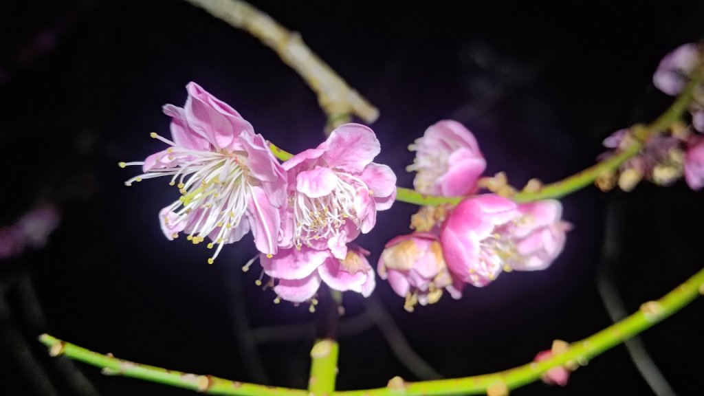 梅峰山地農場立鷹山_2749313