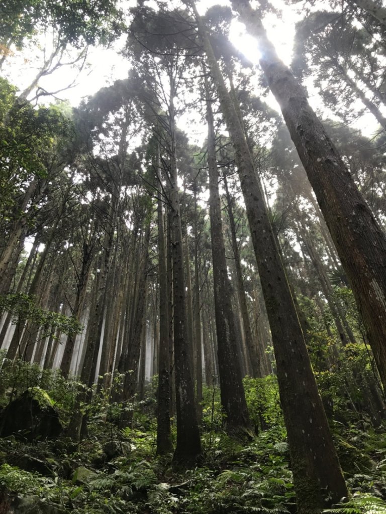 哈勘尼山-河谷O型_908597